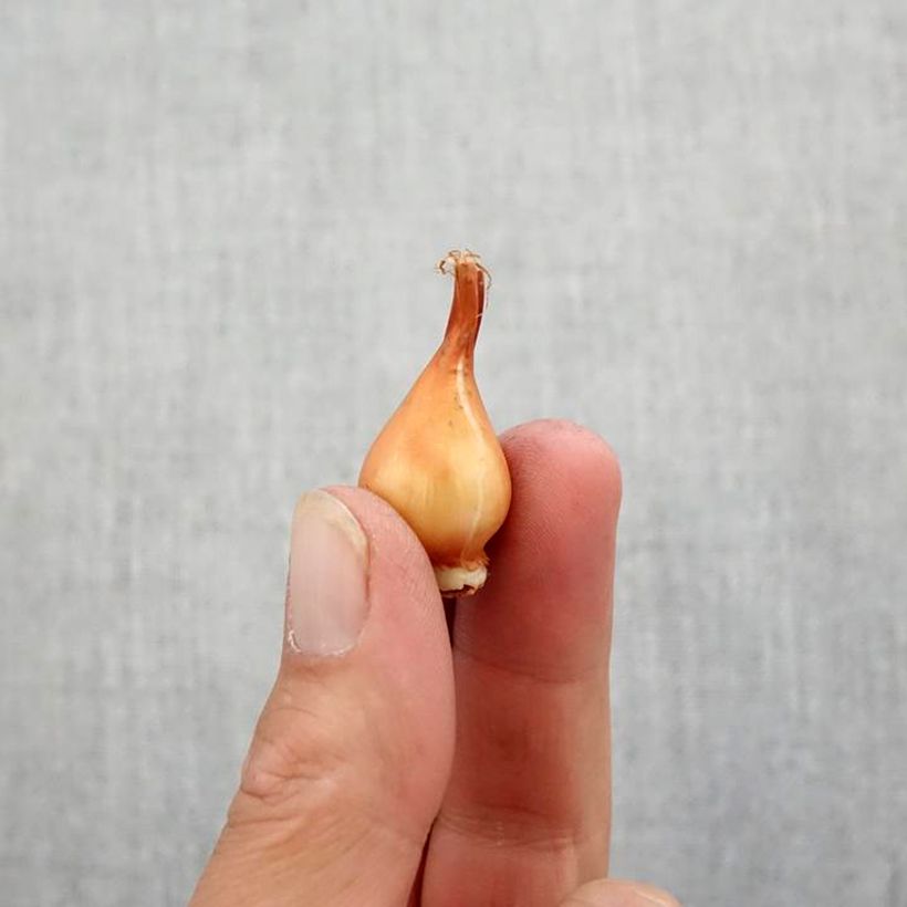 Example of Tulipe botanique clusiana Peppermint Stick Bulbe calibre 5+ as you get in automne