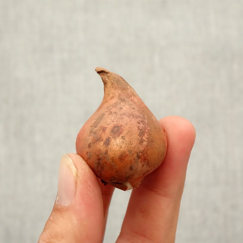 Spécimen de Tulipe botanique eichleri Bulbe calibre 10+ tel que livré en automne