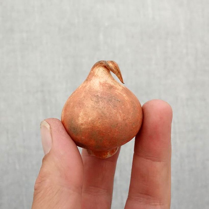 Spécimen de Tulipe botanique greigii Corsage Bulbe calibre 11+ tel que livré en automne