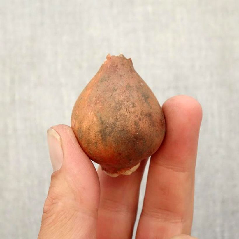 Spécimen de Tulipe botanique greigii Lemon Giant Bulbe calibre 12+ tel que livré en automne