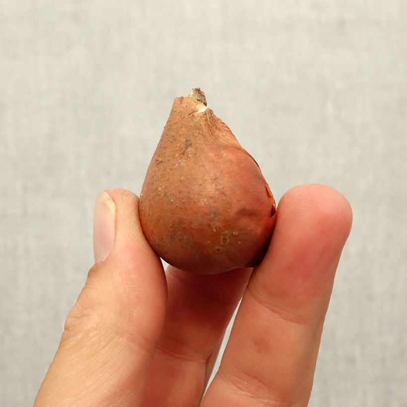 Spécimen de Tulipe botanique greigii Mary Ann Bulbe calibre 12 tel que livré en automne