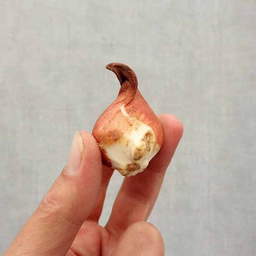 Example of Tulipe botanique greigii Rob Verlinden* Bulbe calibre 11+ as you get in automne