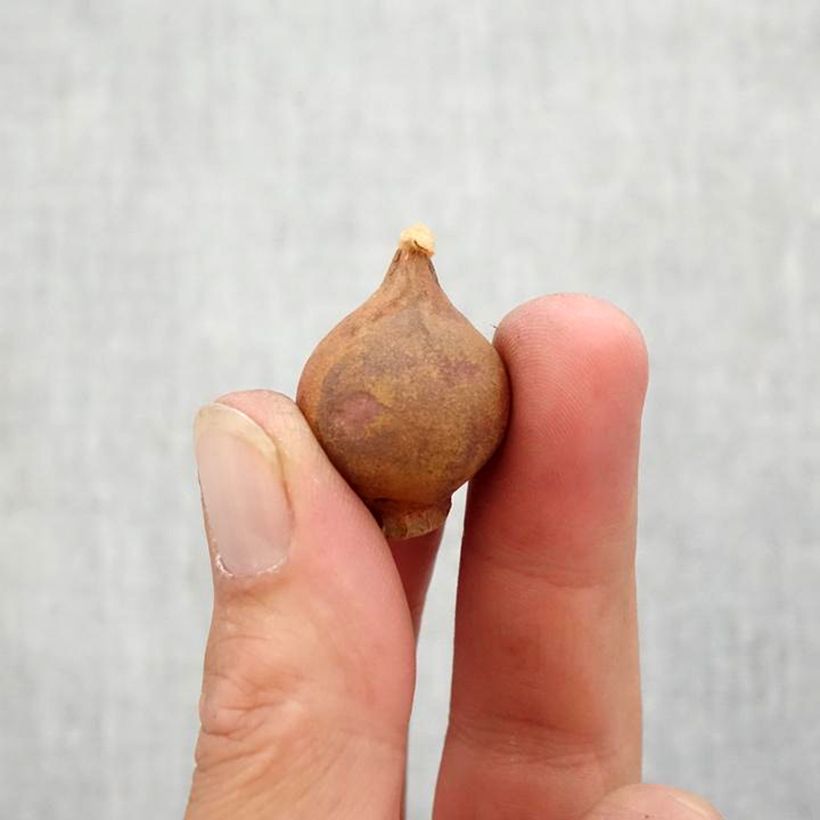 Example of Tulipe botanique humilis Persian Pearl Bulbe calibre 6+ as you get in automne
