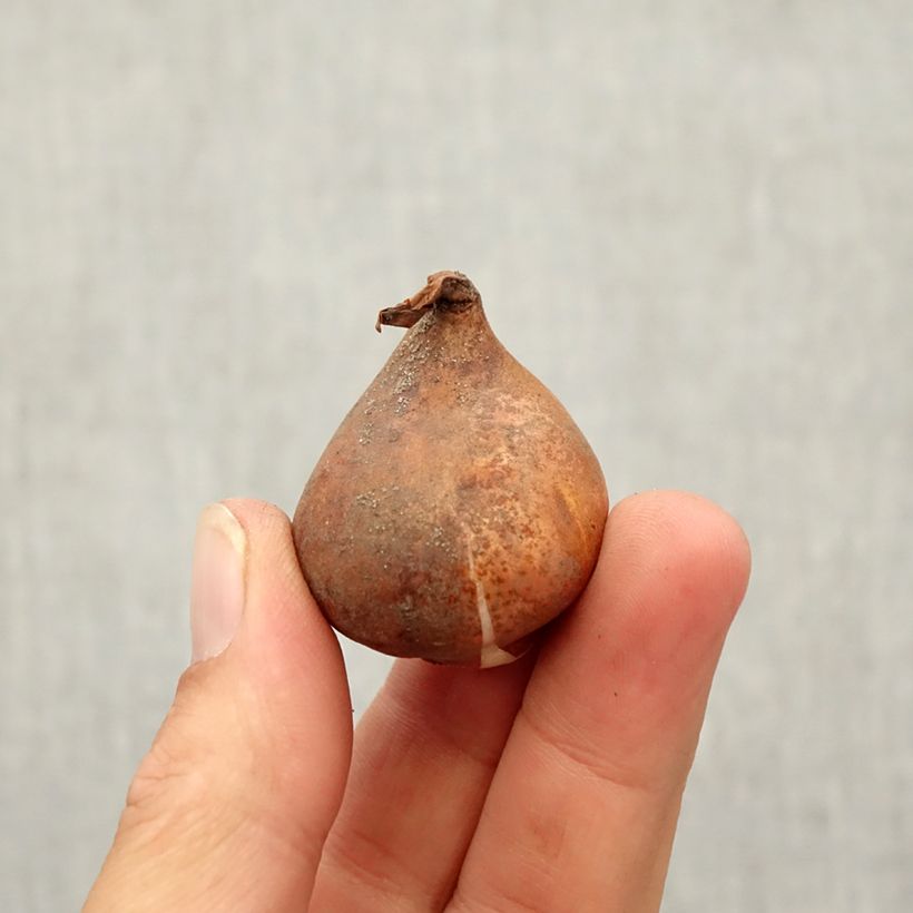 Spécimen de Tulipe botanique kaufmanniana Fashion Bulbe calibre 10/12 tel que livré en automne