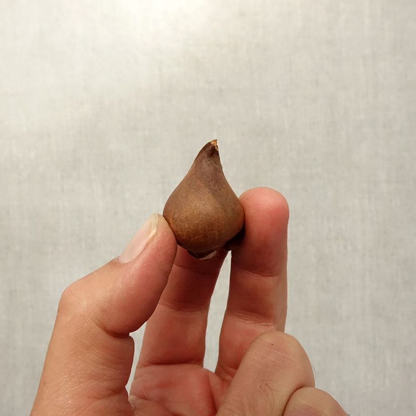 Example of Tulipe botanique praestans Shogun Bulbe calibre 8+ as you get in automne