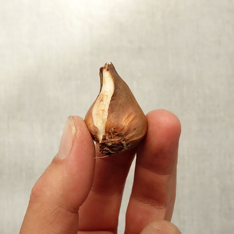 Spécimen de Tulipe botanique schrenkii Bulbe calibre 8+ tel que livré en automne