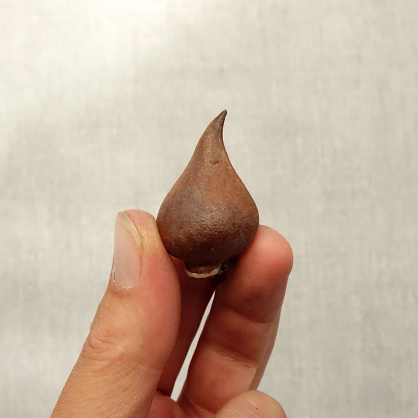 Spécimen de Tulipe botanique sprengeri Bulbe calibre 8+ tel que livré en automne