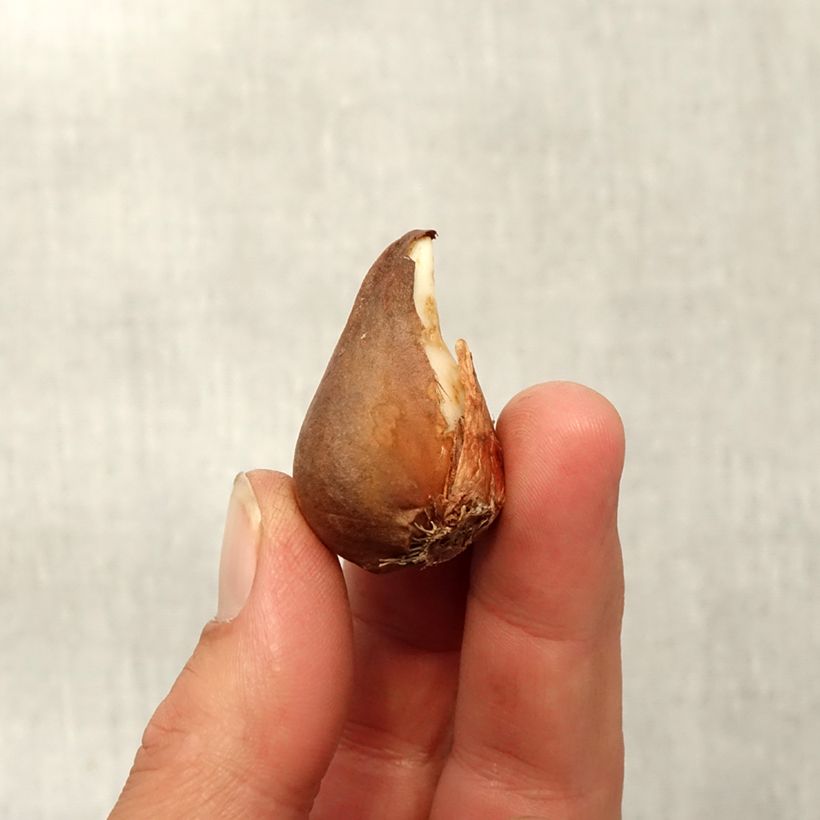 Spécimen de Tulipe botanique urumiensis Bulbe calibre 8+ tel que livré en automne