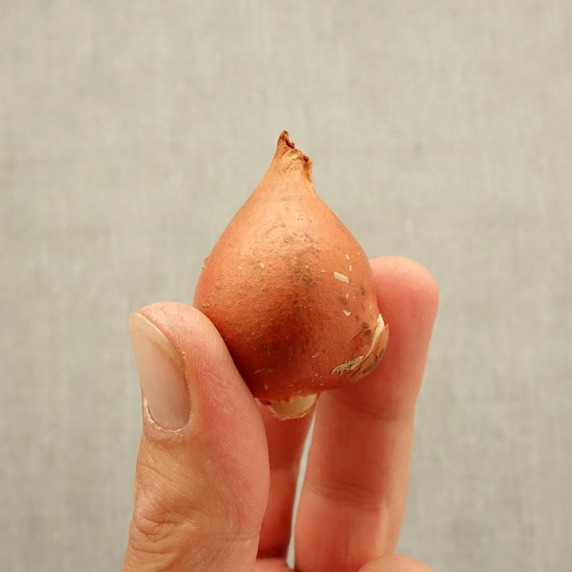 Spécimen de Tulipe Darwin Beauty of Spring Bulbe calibre 12 tel que livré en automne