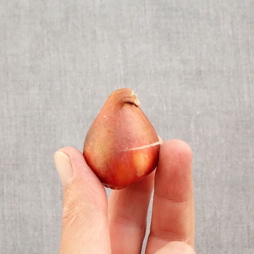 Spécimen de Tulipe Darwin Golden Apeldoorn Bulbe calibre 12+ tel que livré en automne