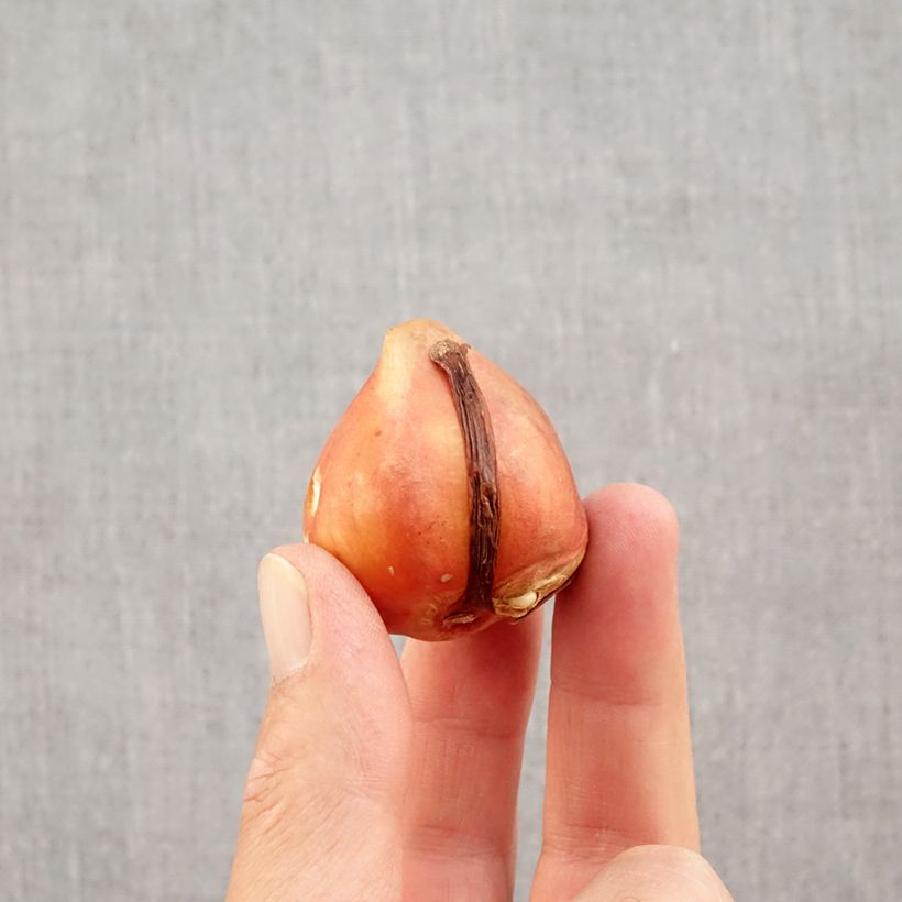 Spécimen de Tulipe Darwin Silverstream Bulbe calibre 12+ tel que livré en automne