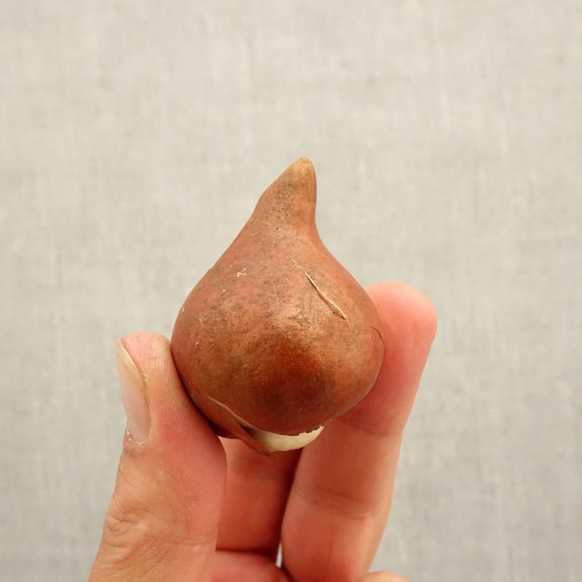 Spécimen de Tulipe double hâtive Amazing Grace Bulbe calibre 12+ tel que livré en automne