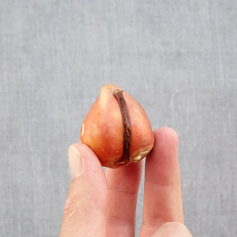 Spécimen de Tulipe double hâtive Aquilla  Bulbe calibre 12+ tel que livré en automne