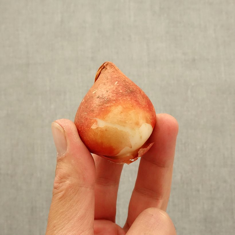 Spécimen de Tulipe double hative Nachtwacht Bulbe calibre 11 tel que livré en automne