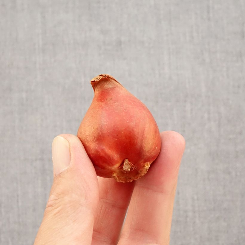 Spécimen de Tulipe double hâtive Viking Bulbe calibre 11+ tel que livré en automne