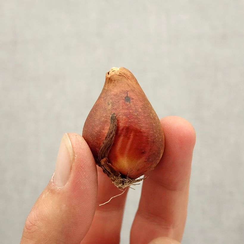 Spécimen de Tulipe double hâtive Yellow Baby Bulbe calibre 10+ tel que livré en automne