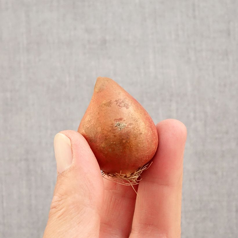 Spécimen de Tulipe double hâtive Yellow Margarita Bulbe calibre 11+ tel que livré en automne