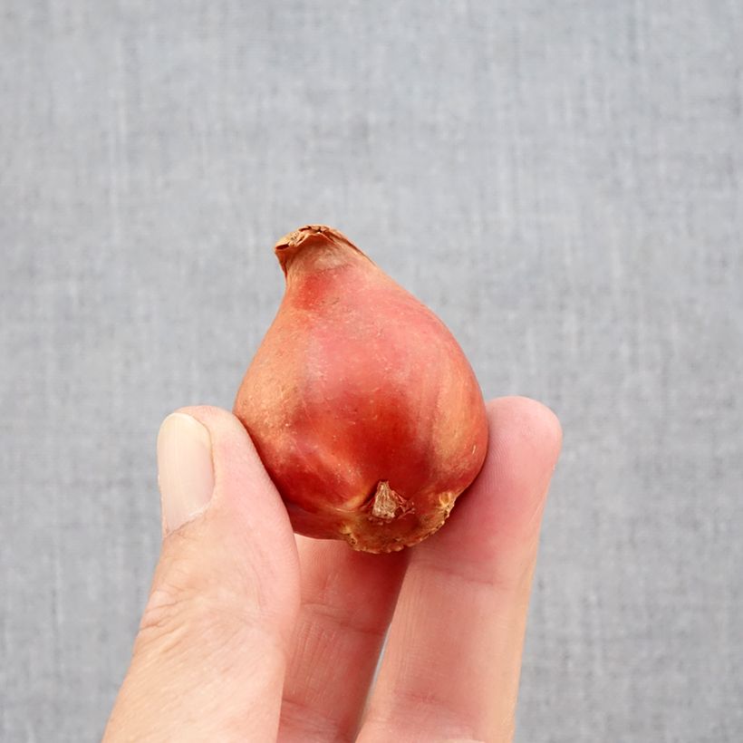 Spécimen de Tulipe double tardive Black Héro - Tulipe à fleurs de pivoine Bulbe calibre 11+ tel que livré en automne