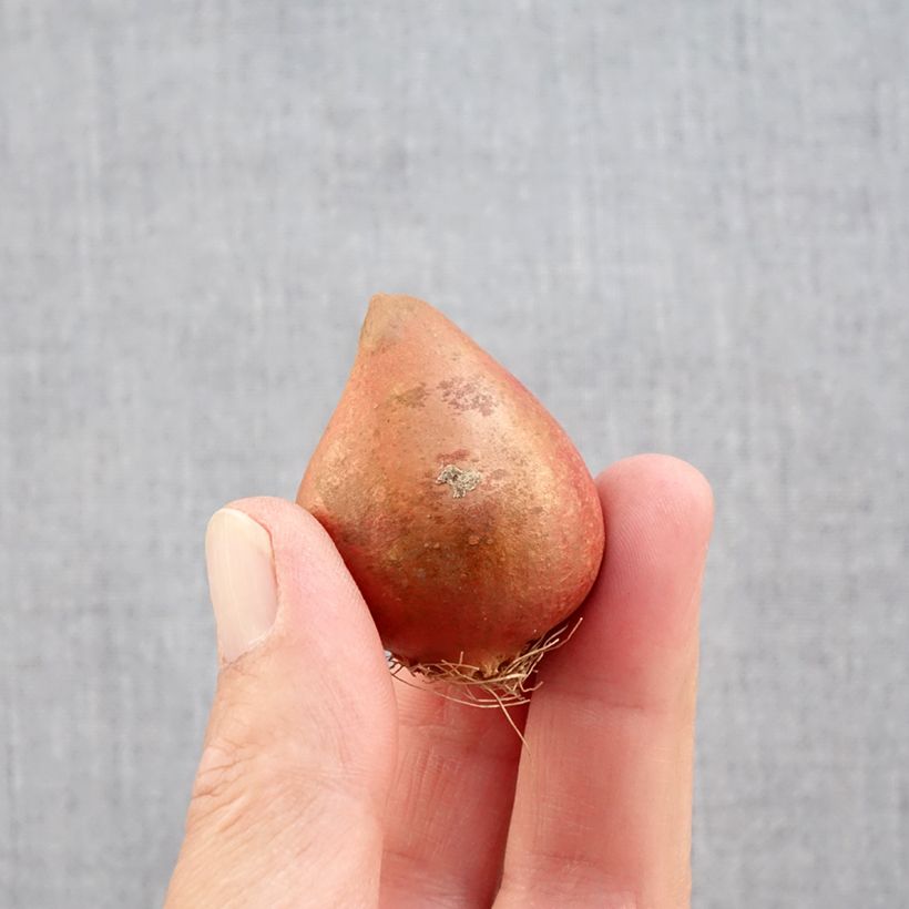 Spécimen de Tulipe double tardive Carnaval de Nice Bulbe calibre 11+ tel que livré en automne