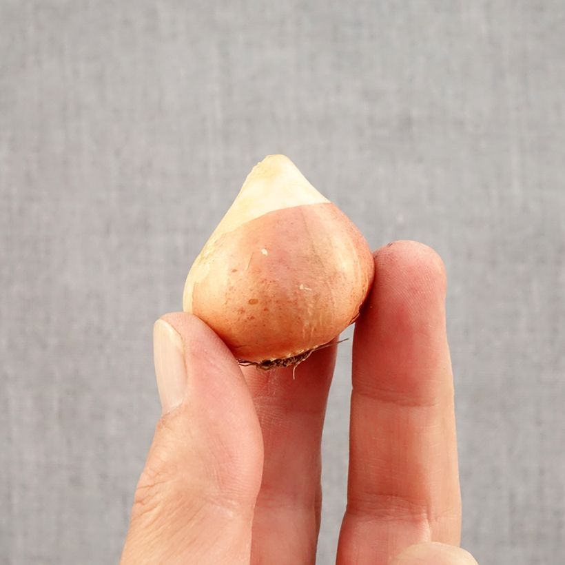 Spécimen de Tulipe double tardive Sunset Tropical* Bulbe calibre 12 tel que livré en automne