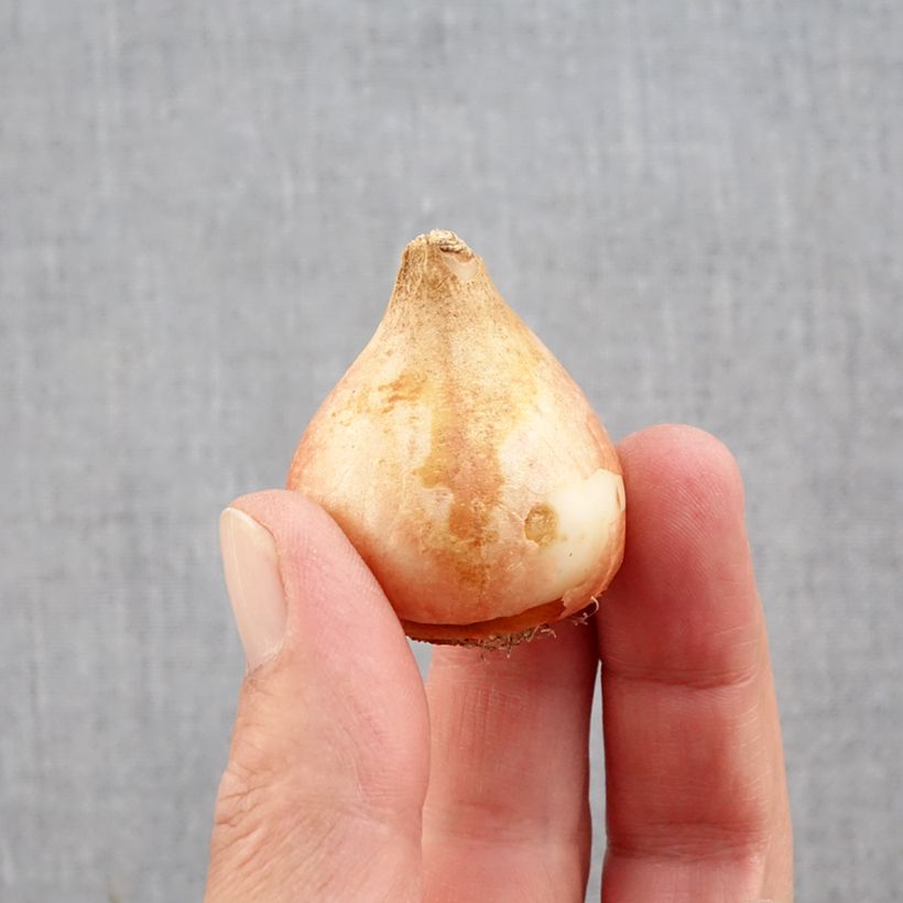 Spécimen de Tulipe double tardive Yellow Mountain Bulbe calibre 11+ tel que livré en automne