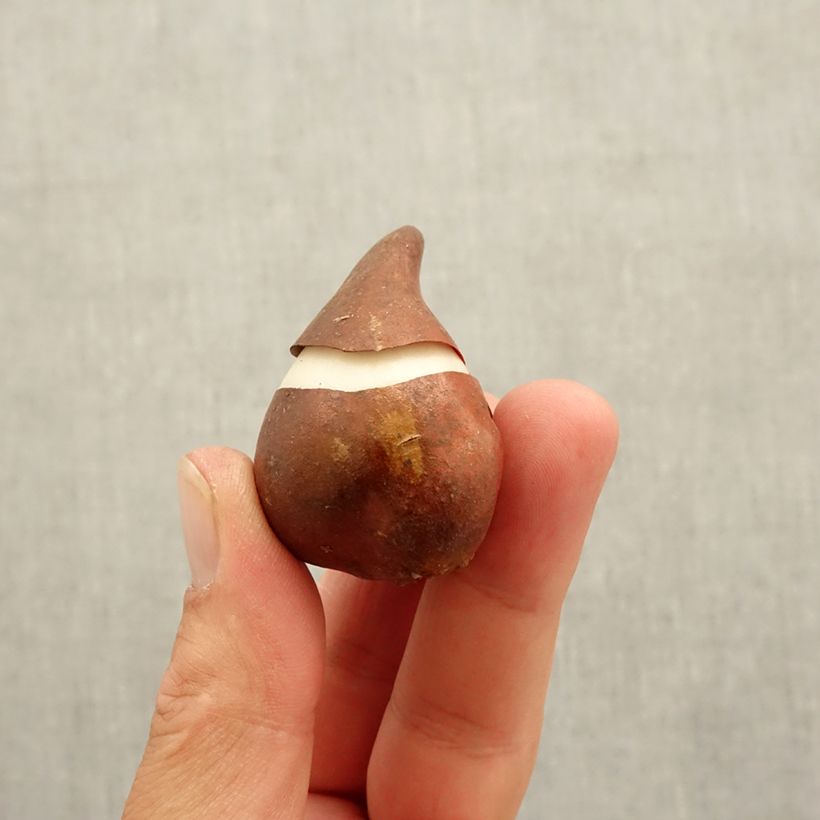 Spécimen de Tulipe Fleur de Lis Burgundy Bulbe calibre 10 tel que livré en automne