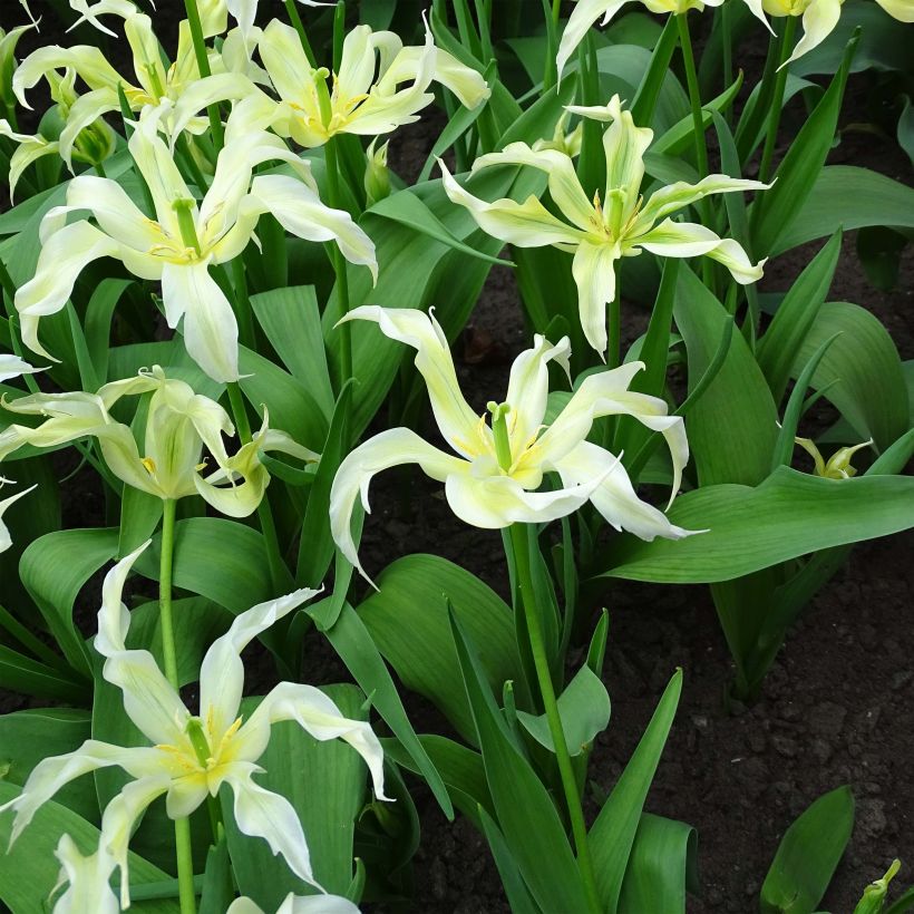 Tulipe Fleur de Lis Green Dance (Floraison)