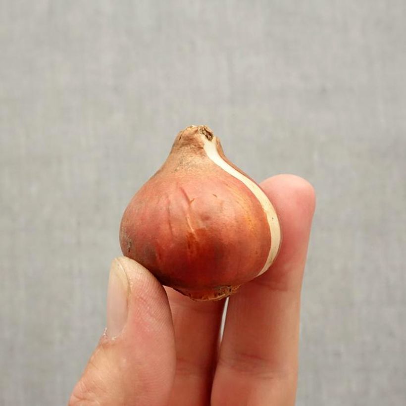 Spécimen de Tulipe Fleur de Lis Hollande chic Bulbe calibre 11+ tel que livré en automne
