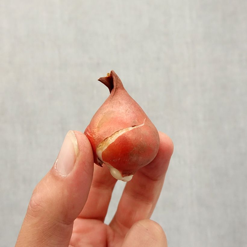 Spécimen de Tulipe fosteriana Partitura Bulbe calibre 11+ tel que livré en automne