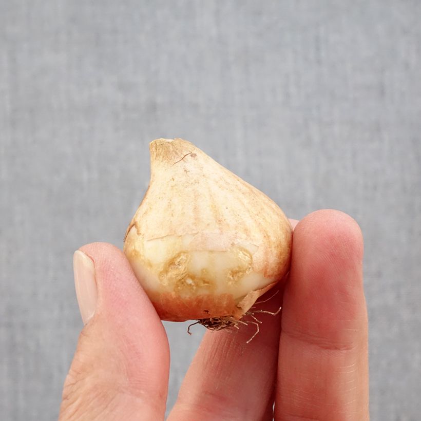 Spécimen de Tulipe Perroquet Rococo Bulbe calibre 11+ tel que livré en automne