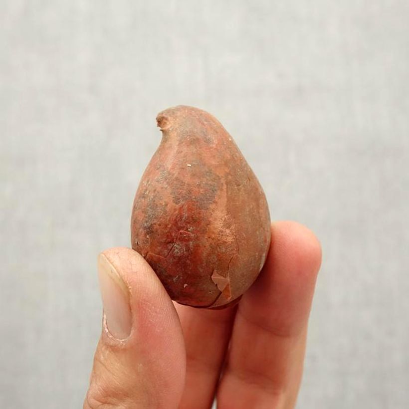 Spécimen de Tulipe Perroquet White Lizzard Bulbe calibre 10/12 tel que livré en automne