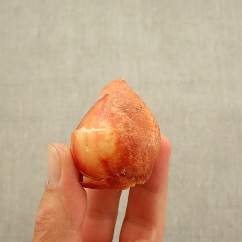 Spécimen de Tulipe pluriflore Candy Club Bulbe calibre 11+ tel que livré en automne