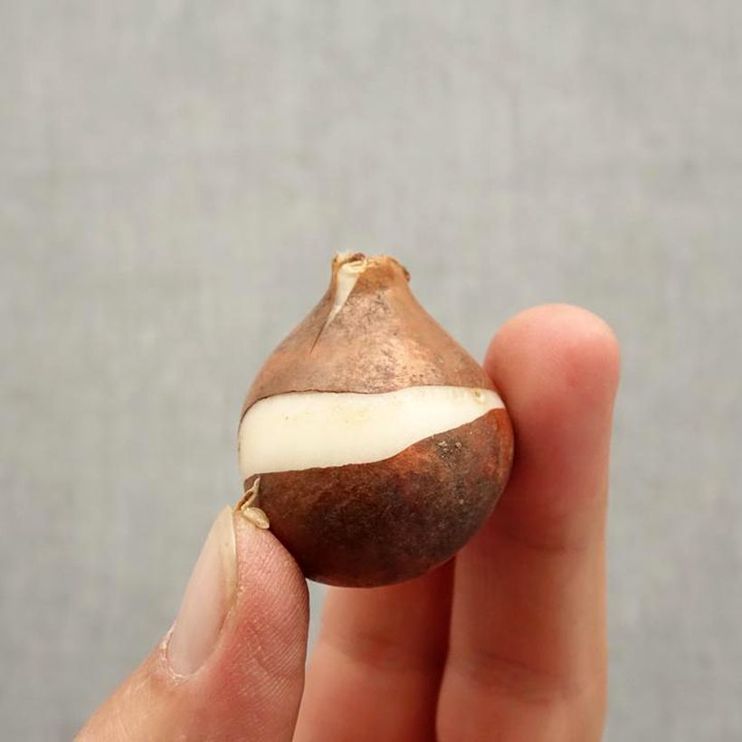 Spécimen de Tulipe simple hâtive Christmas Dream Bulbe calibre 11/12 tel que livré en automne