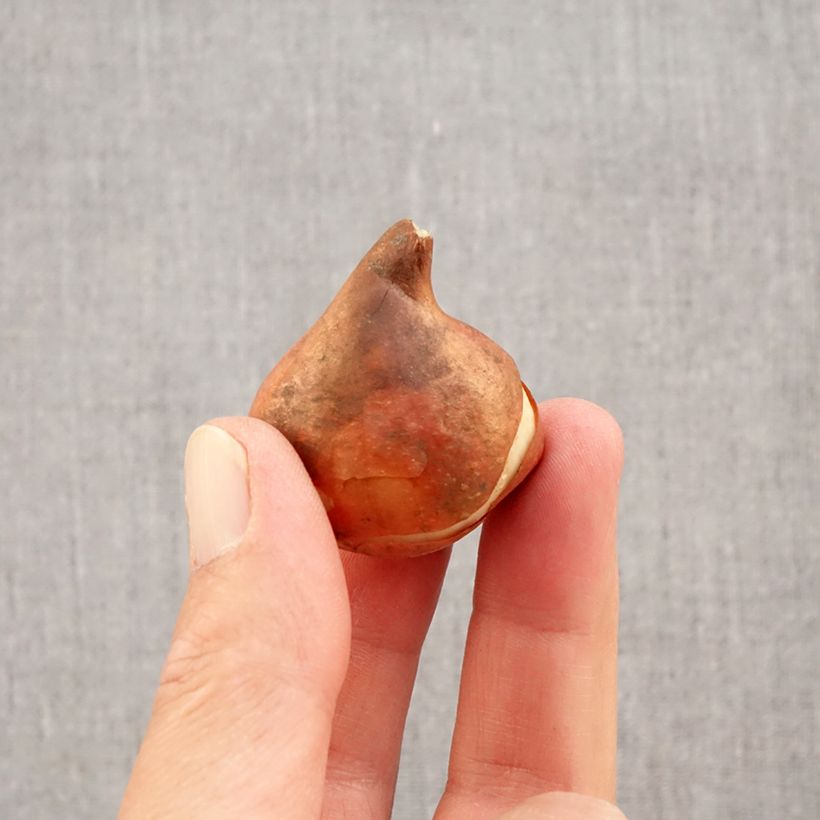 Spécimen de Tulipe simple hâtive Flair Bulbe calibre 11+ tel que livré en automne