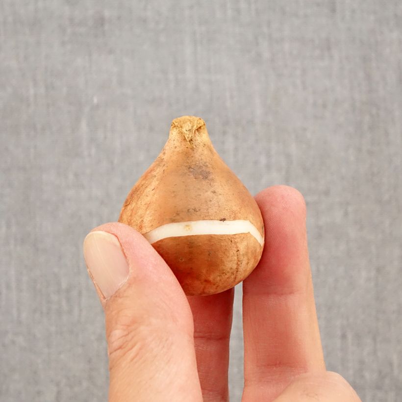 Spécimen de Tulipe simple tardive Reine de la Nuit Bulbe size 12+ tel que livré en automne