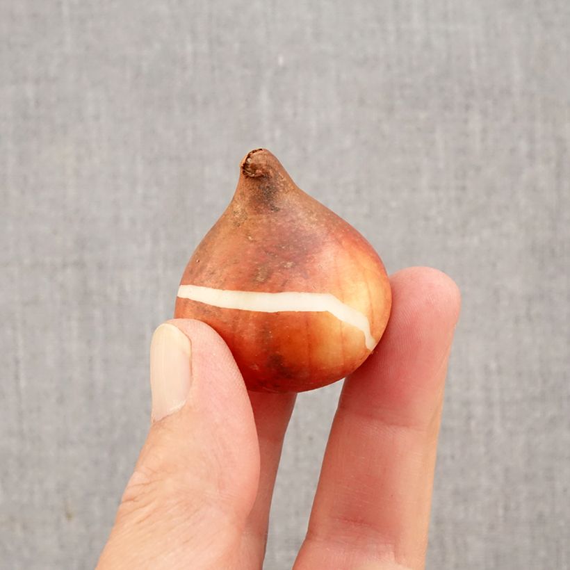 Spécimen de Tulipe simple tardive Rhapsody of Smiles Bulbe calibre 11+ tel que livré en automne