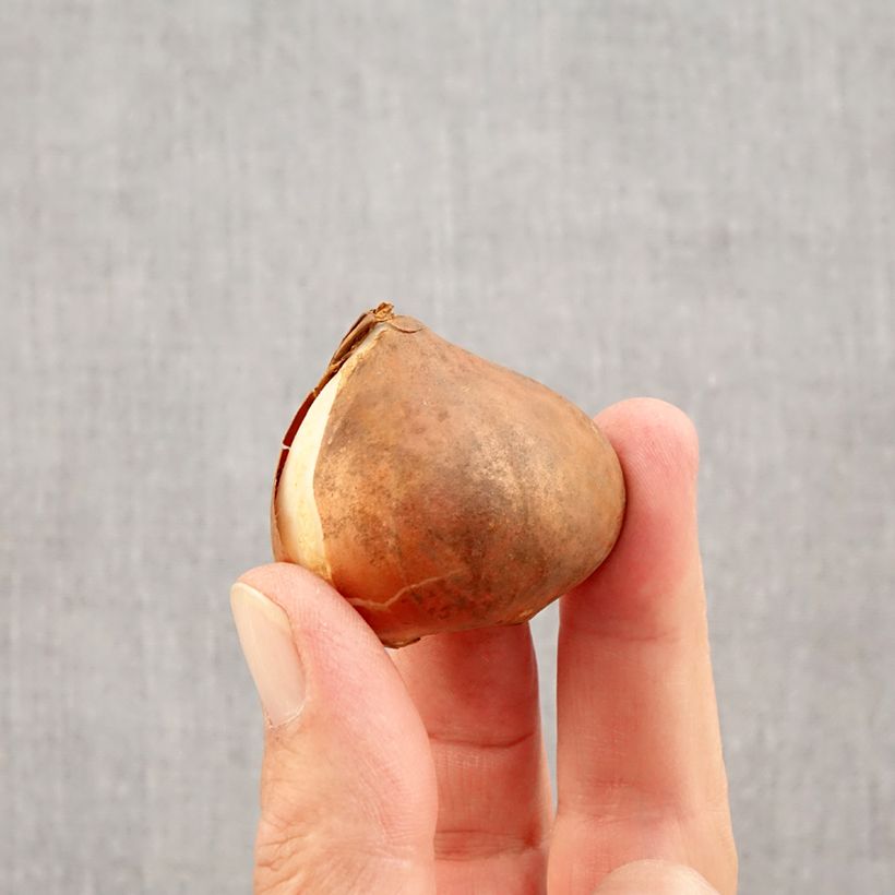 Spécimen de Tulipe Triomphe Apricot Favourite Bulbe calibre 11+ tel que livré en automne