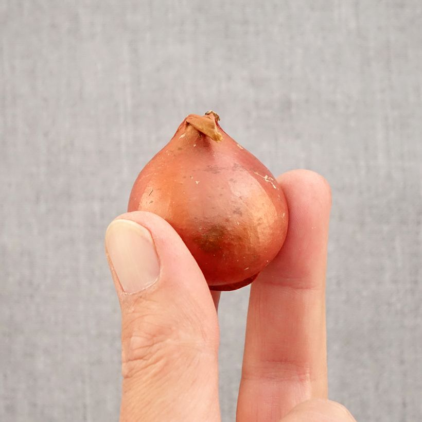 Spécimen de Tulipe Triomphe Apricot Foxx Bulbe calibre 12 tel que livré en automne