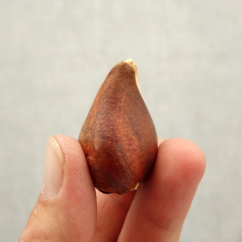 Spécimen de Tulipe Triomphe Beau Monde Bulbe calibre 10+ tel que livré en automne