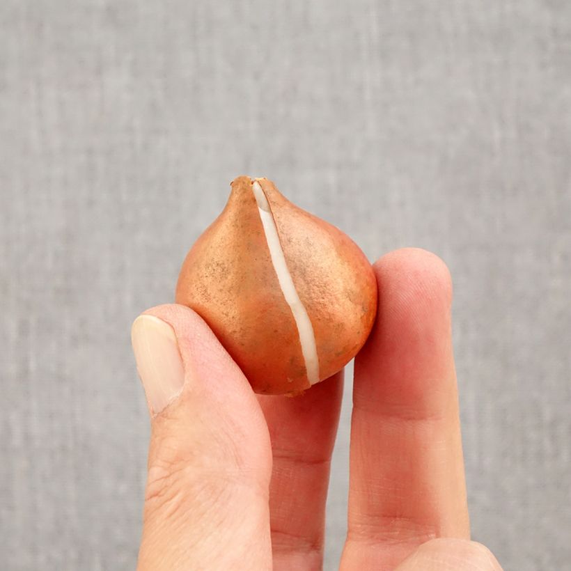 Spécimen de Tulipe Triomphe Flaming Flag Bulbe calibre 11+ tel que livré en automne