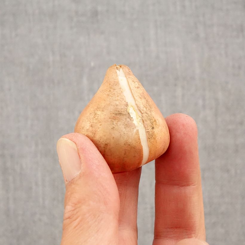 Spécimen de Tulipe Triomphe Happy Generation Bulbe size 11/12 tel que livré en automne