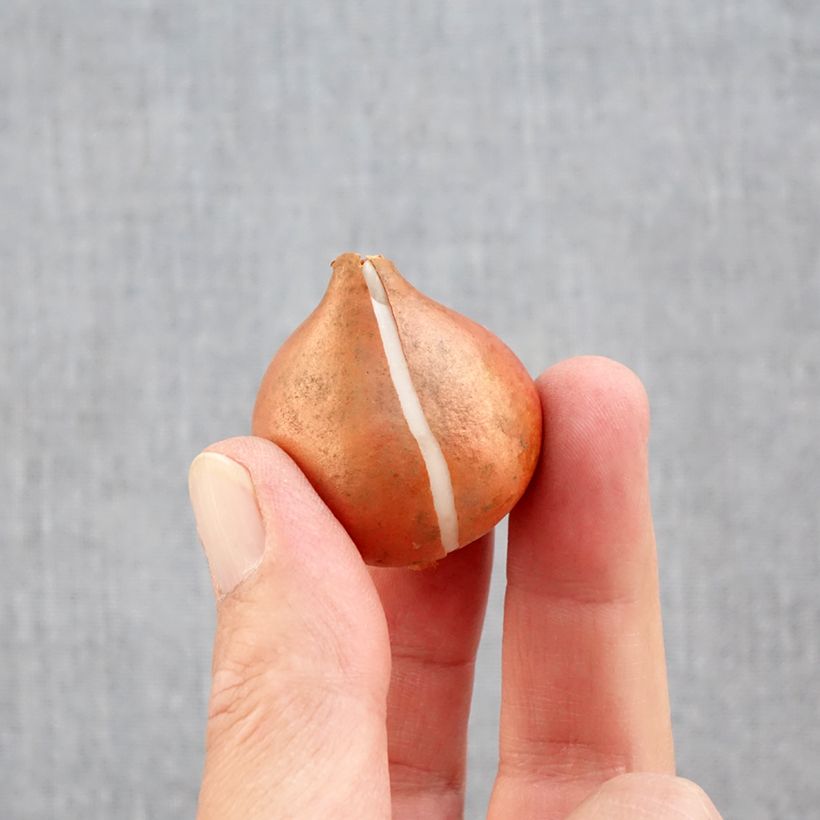 Spécimen de Tulipe Triomphe Mango Charm Bulbe calibre 11+ tel que livré en automne