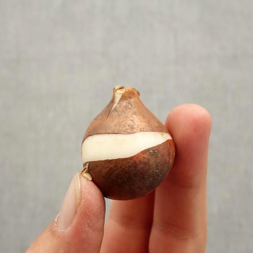 Spécimen de Tulipe Triomphe Tom Pouce Bulbe calibre 12+ tel que livré en automne