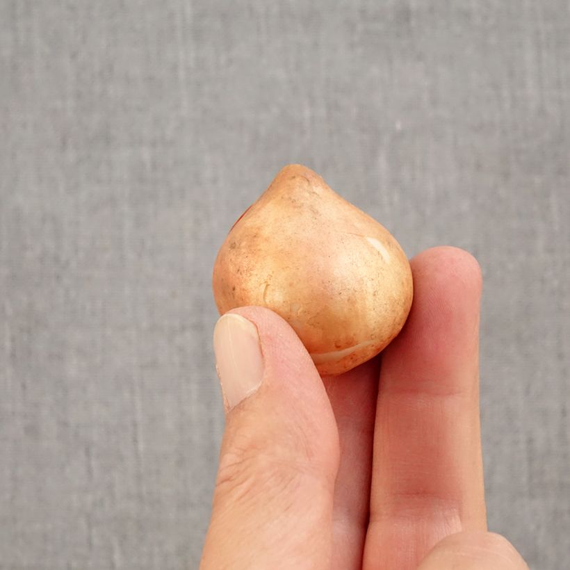 Spécimen de Tulipe viridiflora Blushing Artist Bulbe calibre 11+ tel que livré en automne