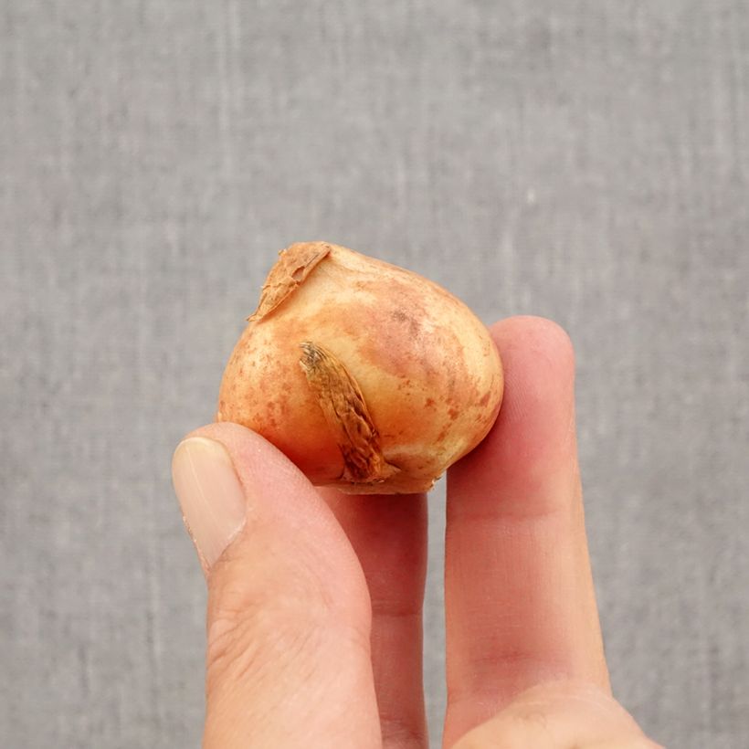 Spécimen de Tulipe viridiflora Doll's Minuet Bulbe calibre 11+ tel que livré en automne