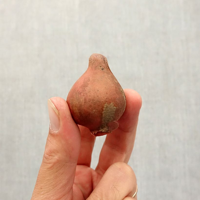 Spécimen de Tulipe viridiflora Spring Green Bulbe size 11+ tel que livré en automne