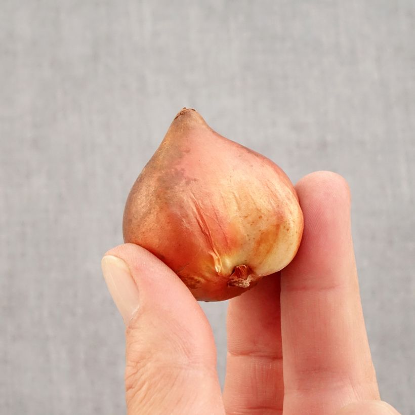 Spécimen de Tulipes doubles hâtives en mélange Bulbe calibre 10+ tel que livré en automne