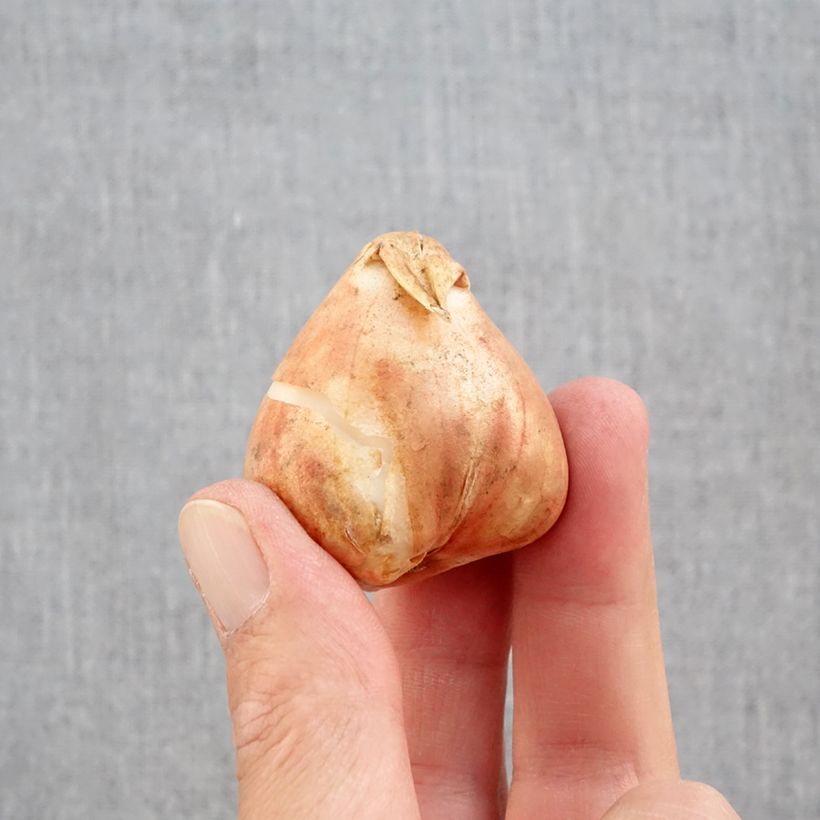 Spécimen de Tulipes Perroquet en mélange Bulbe calibre 12+ tel que livré en automne