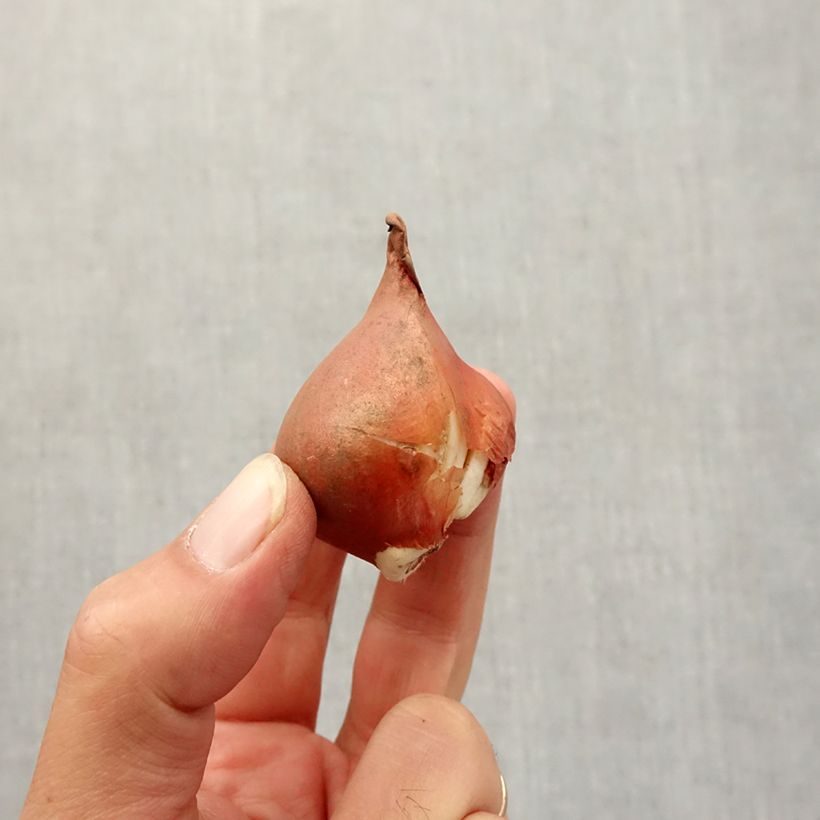 Spécimen de Tulipes viridiflora en mélange Bulbe calibre 12+ tel que livré en automne