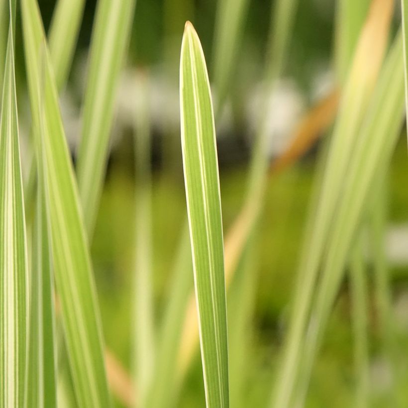 Typha latifolia Variegata - Massette à feuilles larges panachées (Feuillage)
